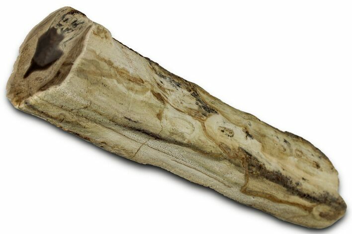 Polished Petrified Wood Limb - Eagle's Nest, Oregon #326693